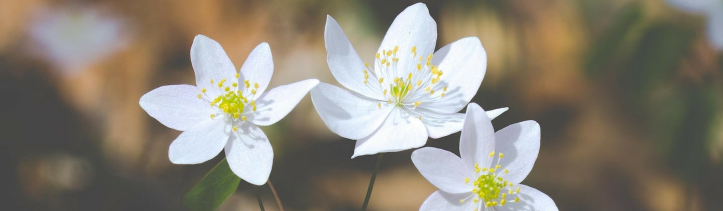 rue anemone slider